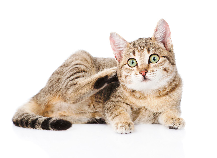 Chat assuré chez Assur O'Poil ayant des parasites