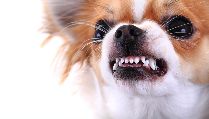 chien agressif que faire