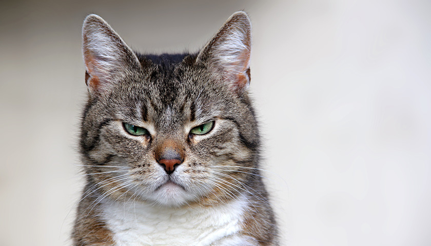 psychologie du chat emotions