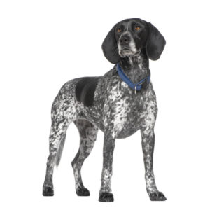 assurance braque français