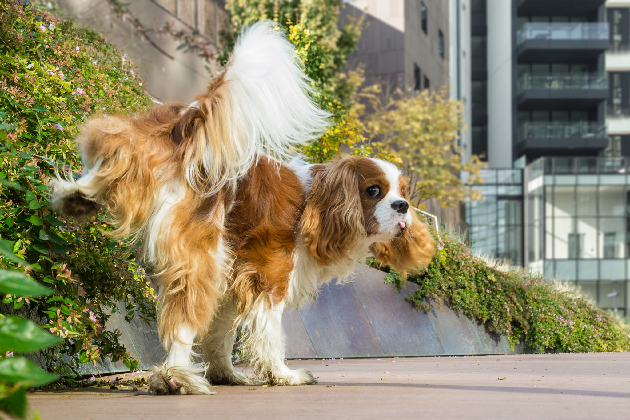 Chien qui marque son territoire