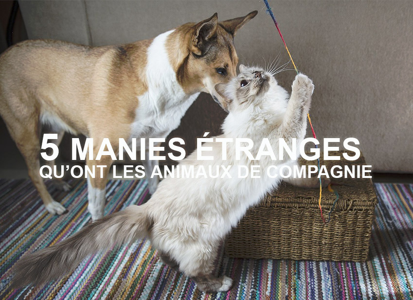 Chien et chat assurés chez Assur O'Poil aux manies étranges