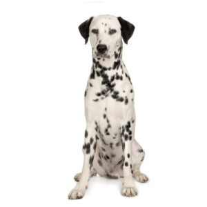 assurance dalmatien