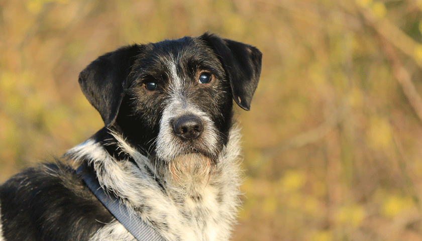 mon chien devient aveugle