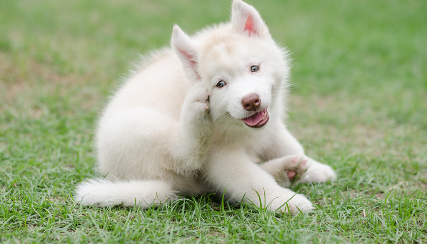 se débarrasser des aoutats sur un chien