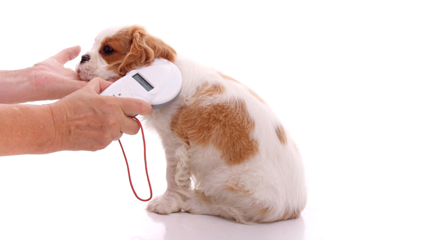 quel prix pour pucer un chien