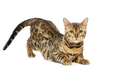 assurance chat bengale