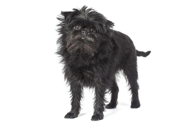 assurance affenpinscher