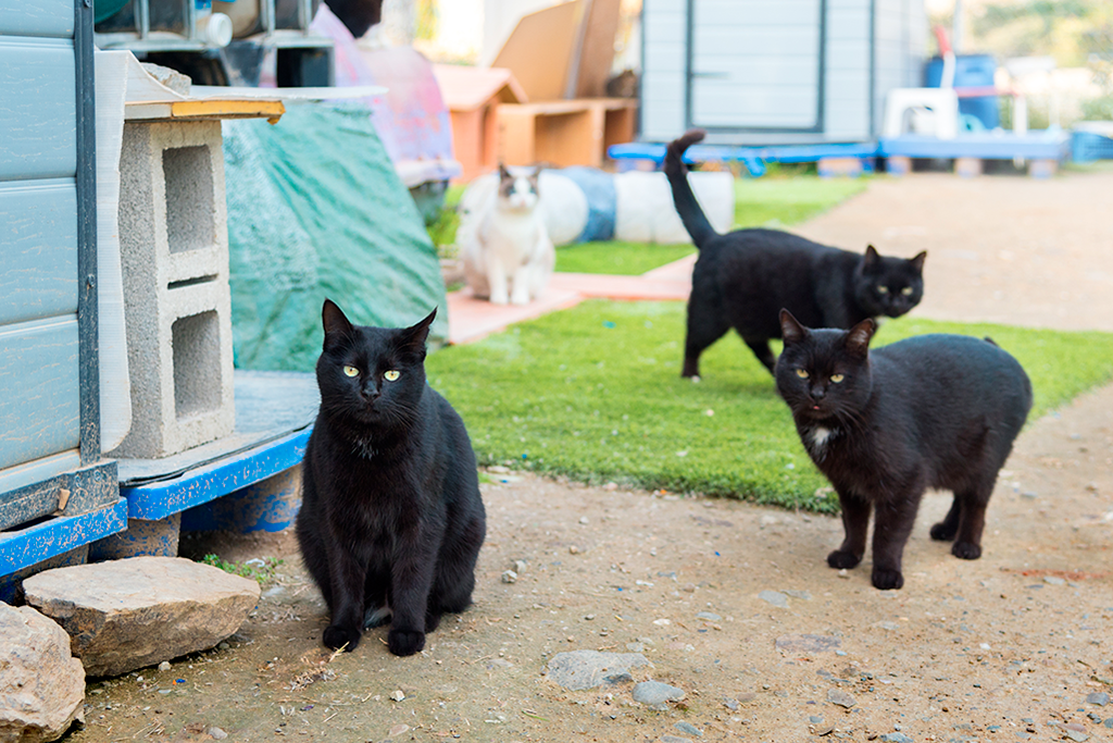 adopter un chat en refuge