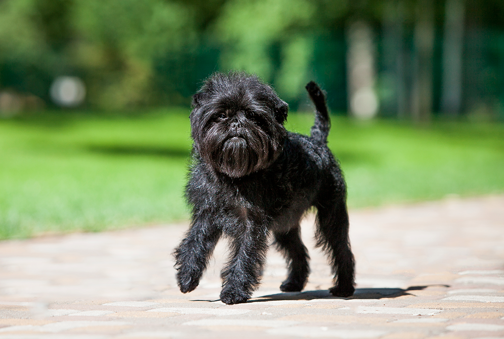 un chien affenpinscher