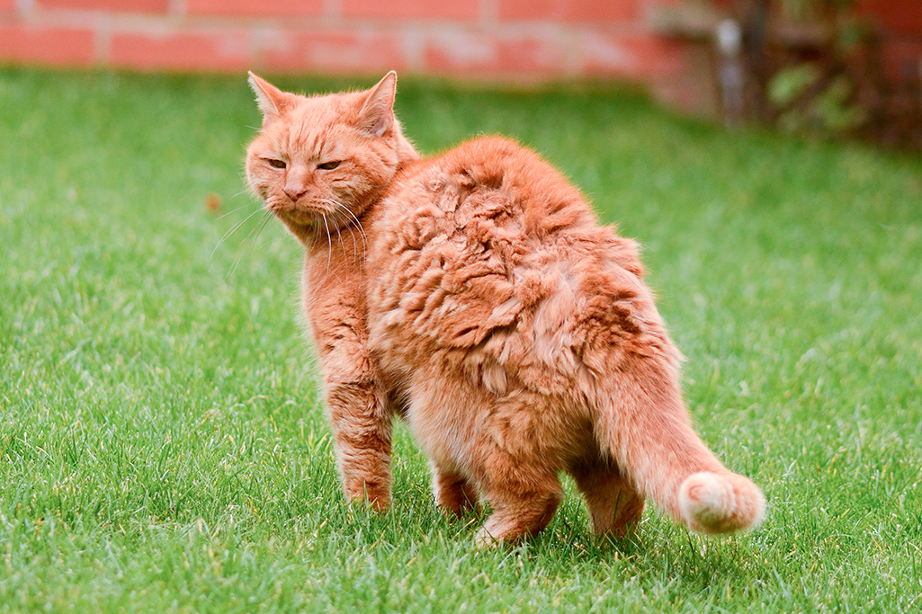 à quel âge un chat est vieux