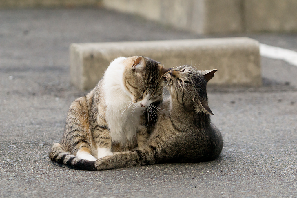 l'allogrooming chez les chats