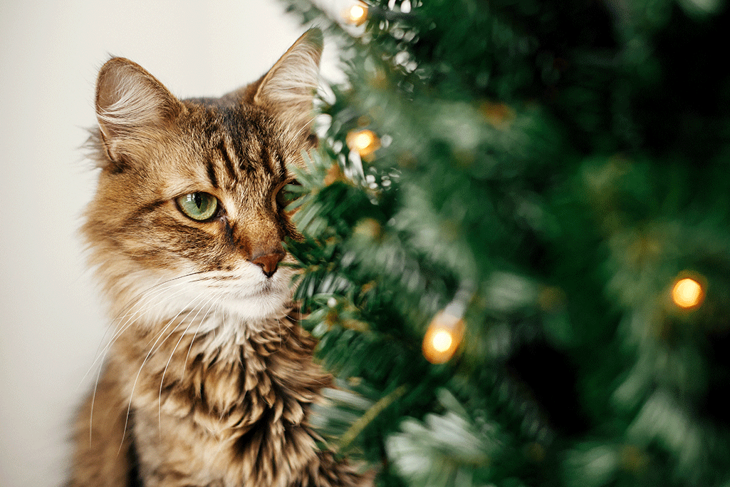 les alternatives au sapin de noël quand on a un chat