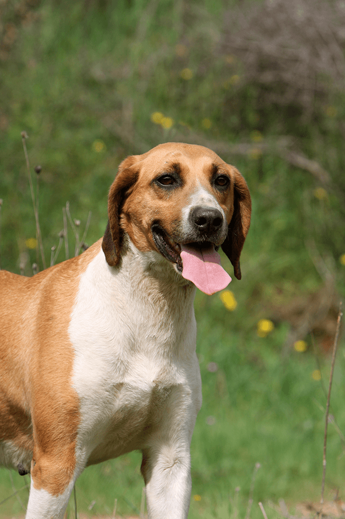 alimentation anglo français de petite vénerie