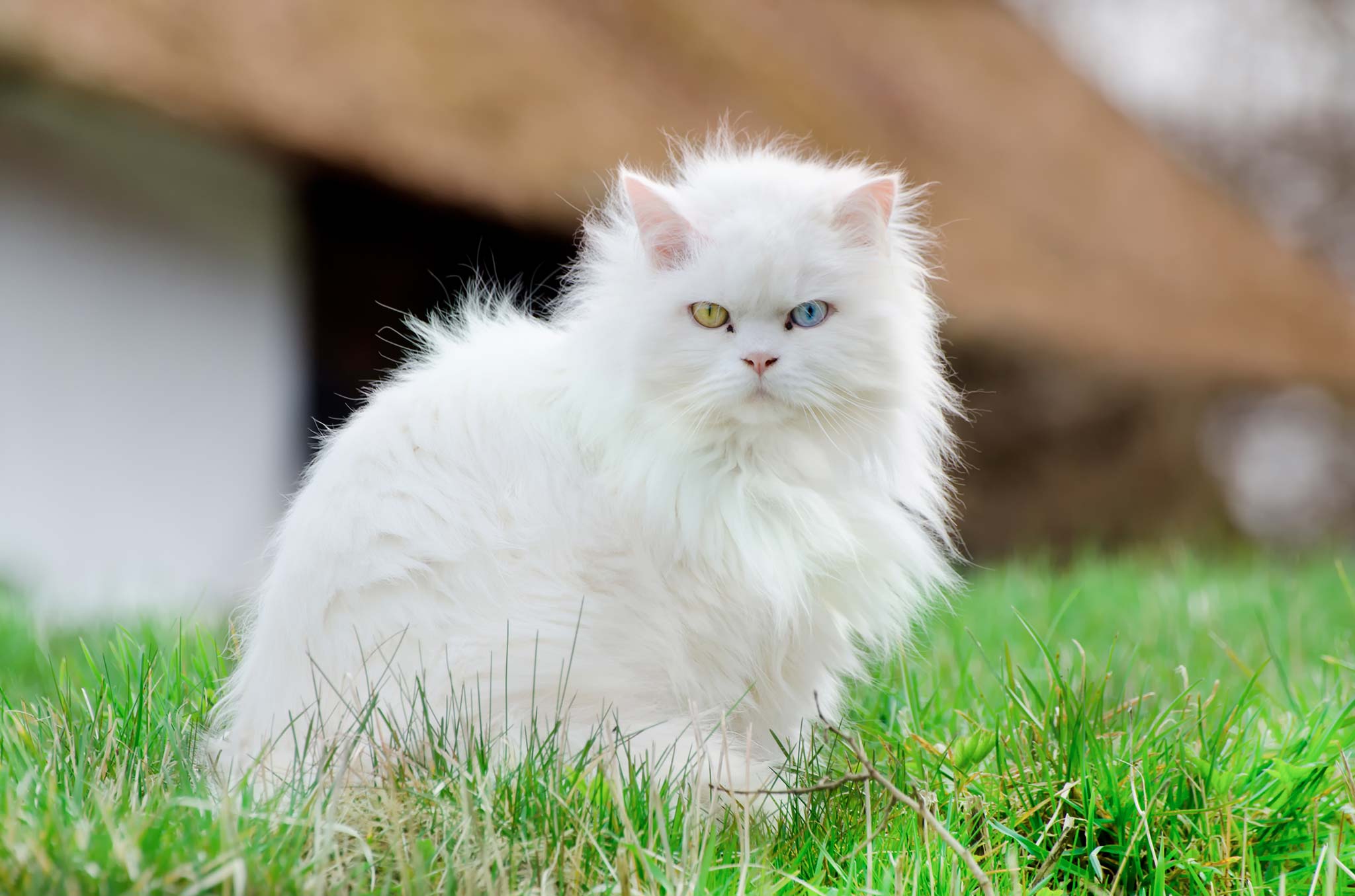 un chat angora turc