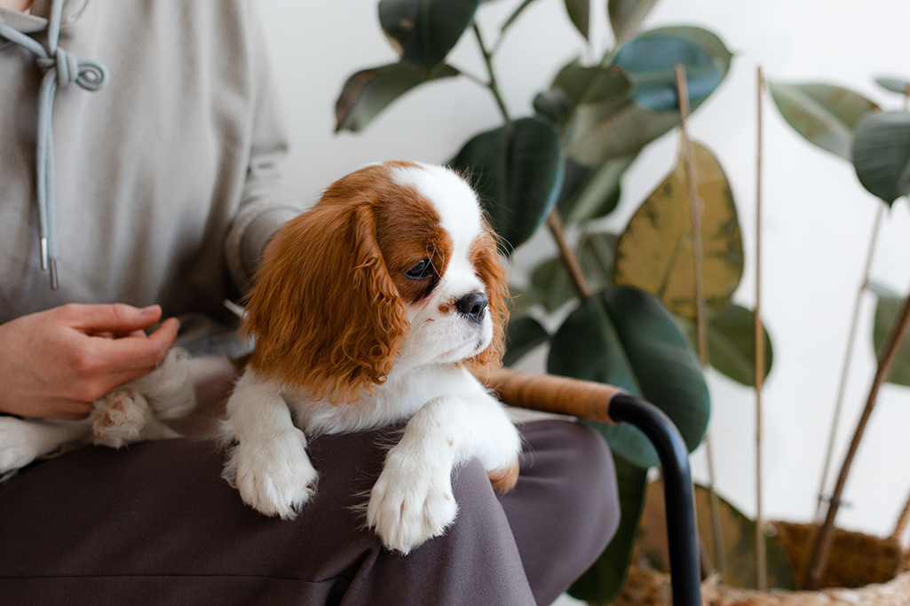 assurer une race de chien