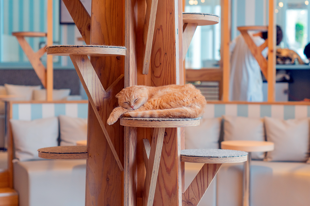 le concept des bars à chats