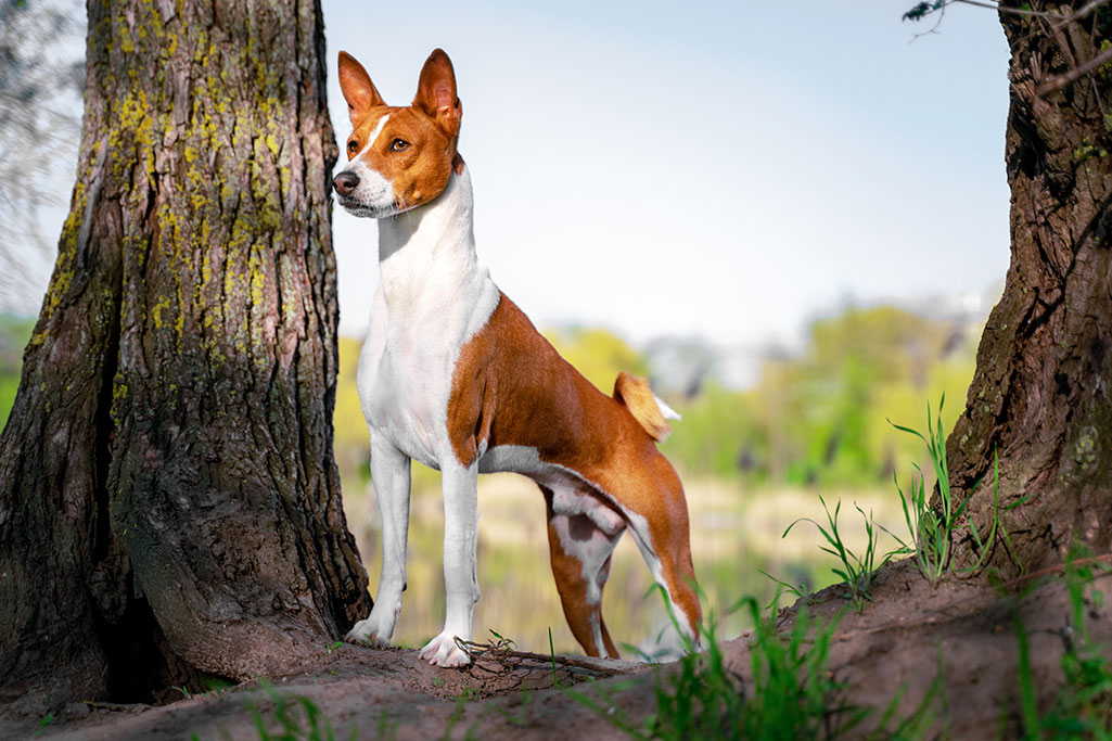 un chien basenji