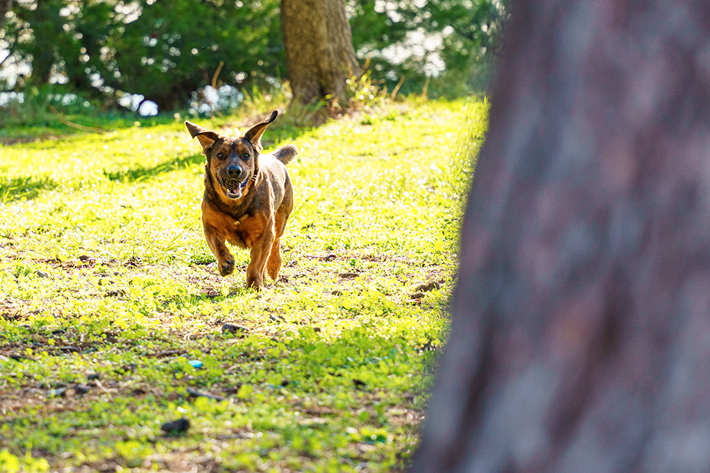alimentation basset des alpes