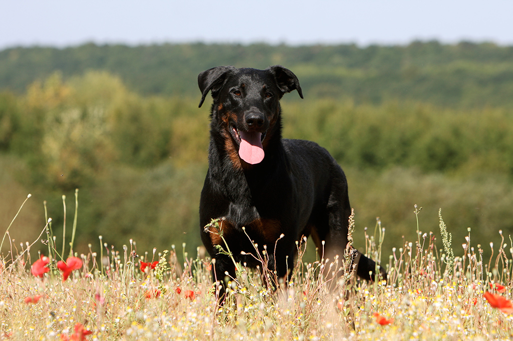 un chien beauceron