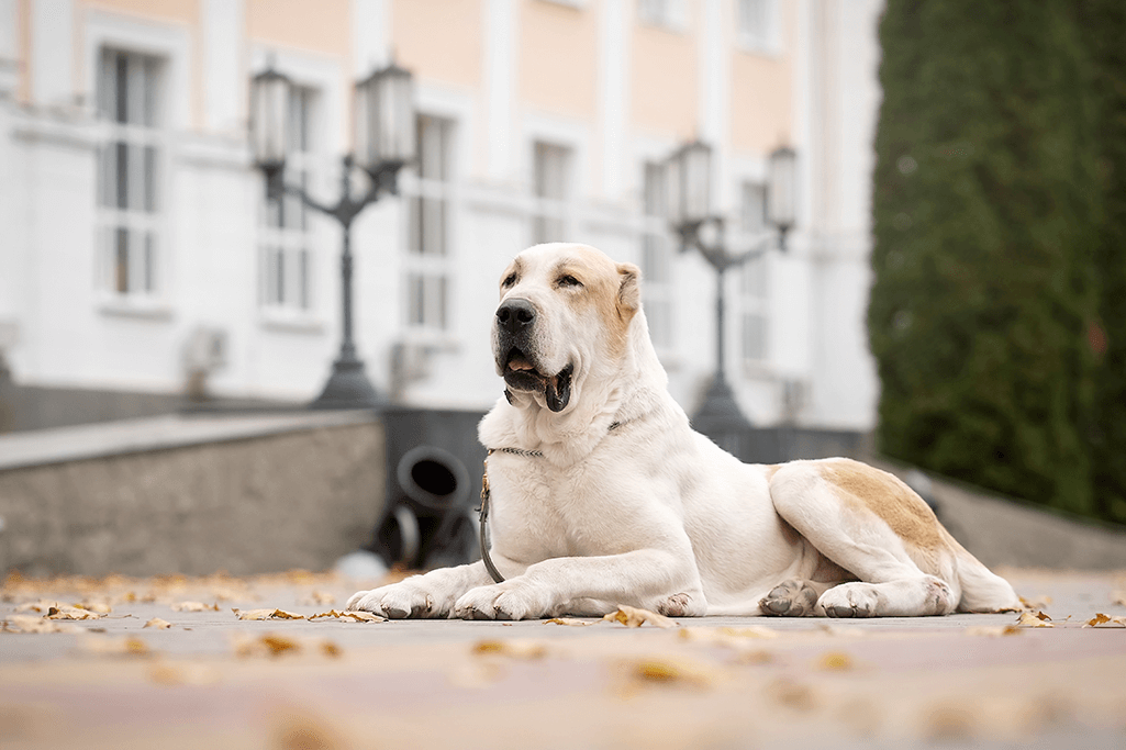 alimentation berger d'asie centrale