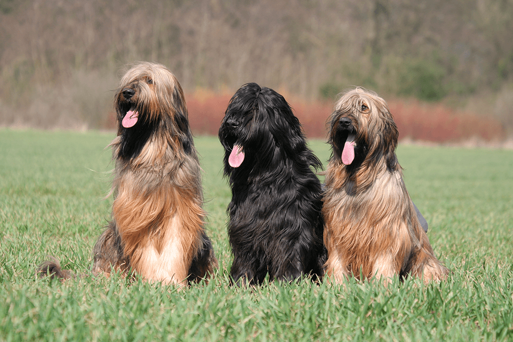 alimentation berger de brie