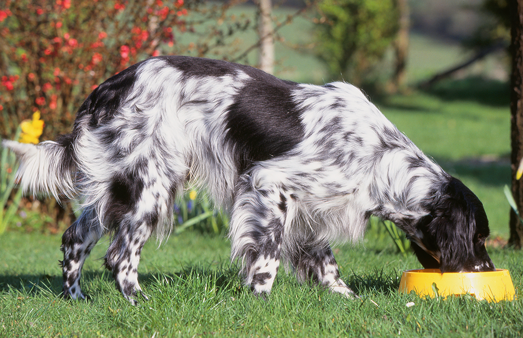 La bi-nutrition chez le chien