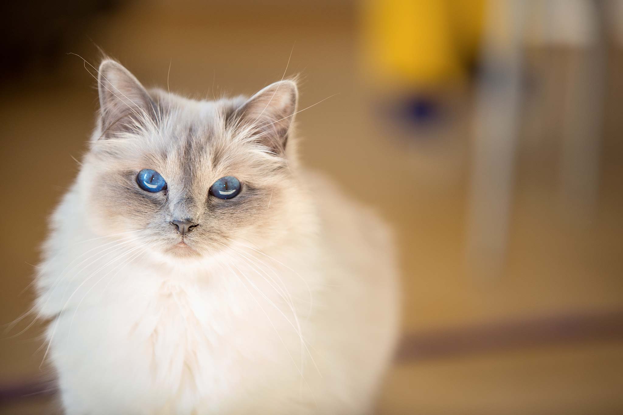 un chat sacré de birmanie