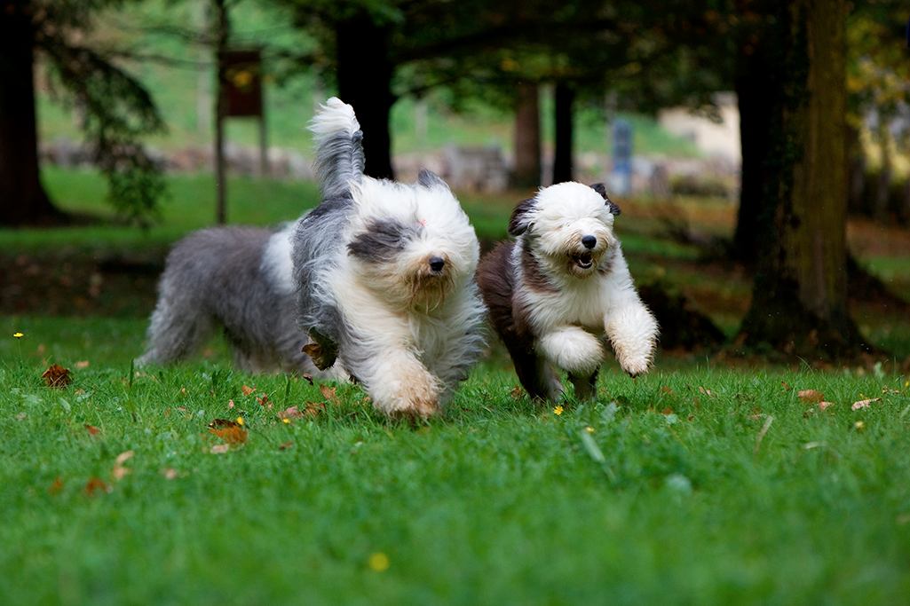 alimentation bobtail