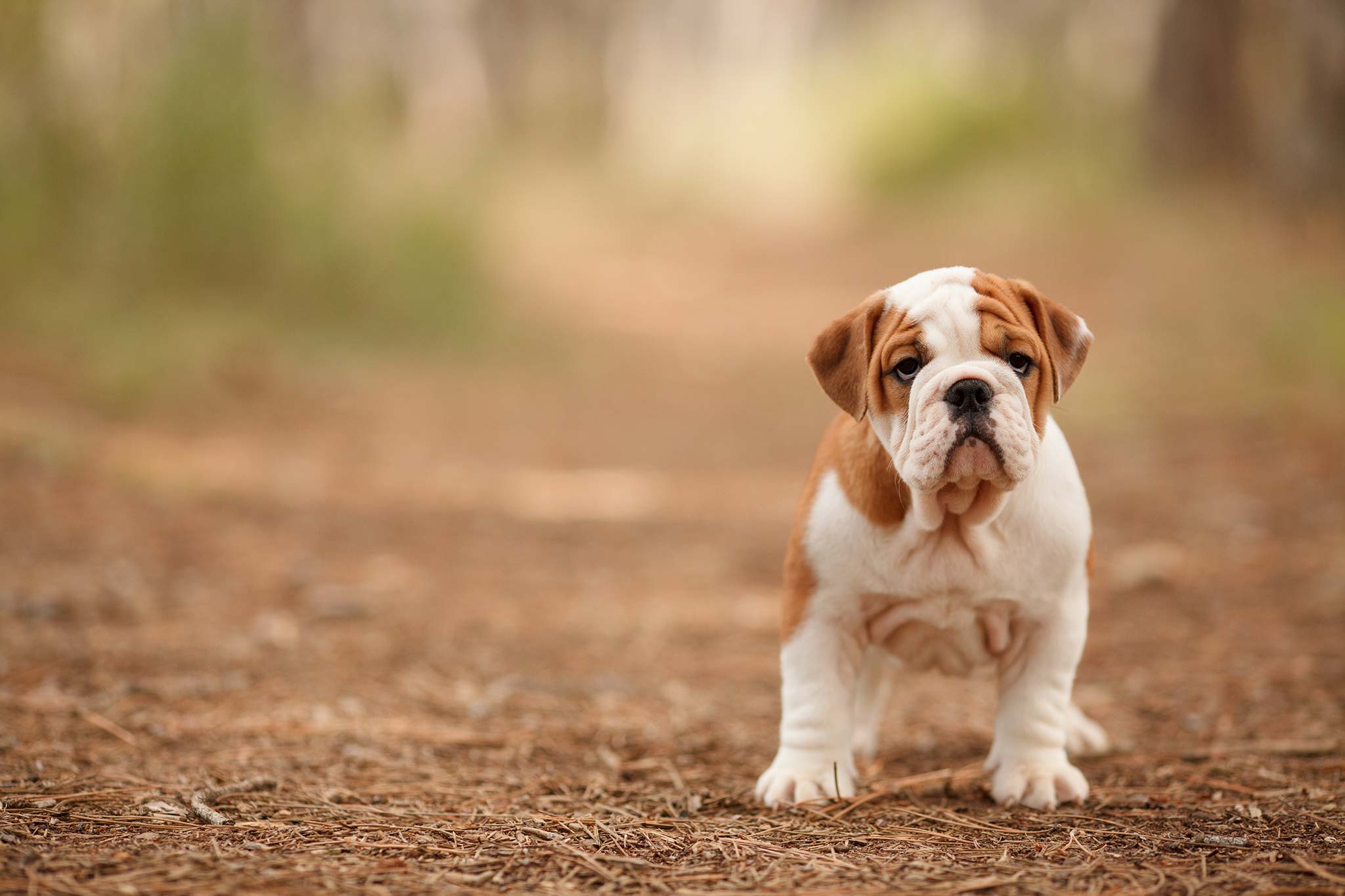 un chiot bouledogue anglais