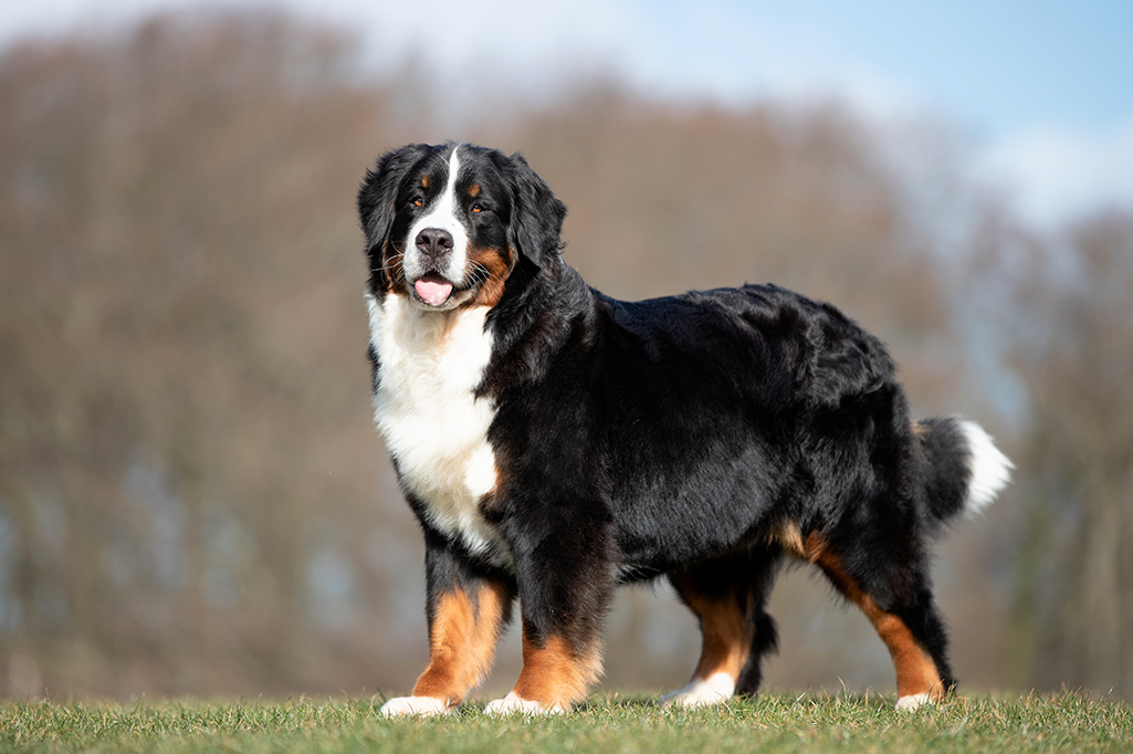 un chien bouvier bernois