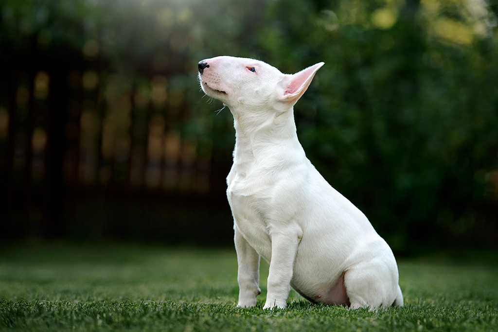 un chien bull terrier