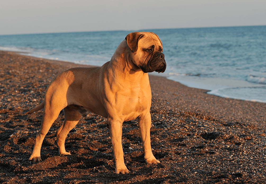 alimentation bullmastiff