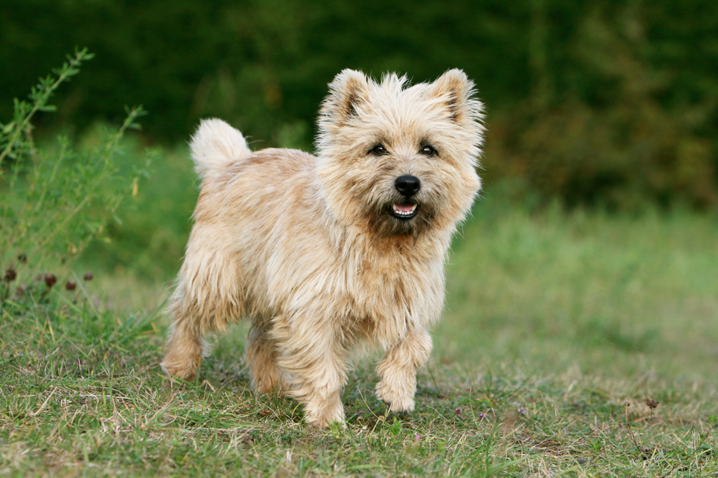 un chien cairn terrier
