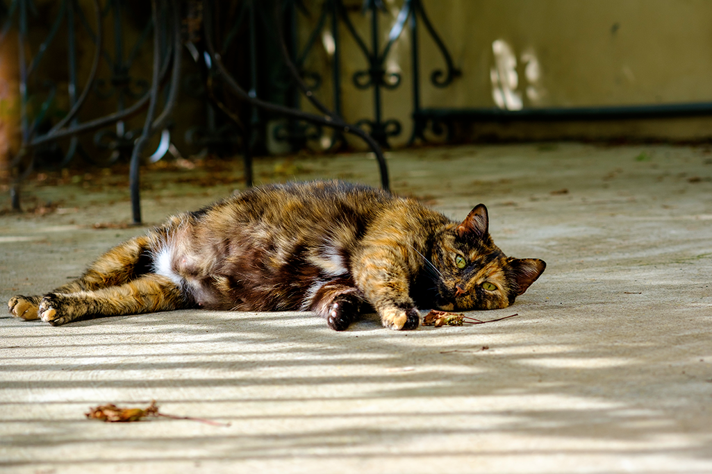 la césarienne chez la chatte
