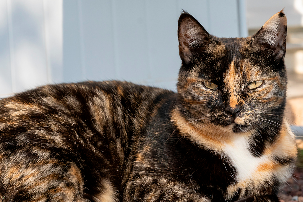 les chaleurs chez le chat