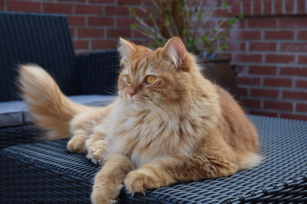 un chat british longhair