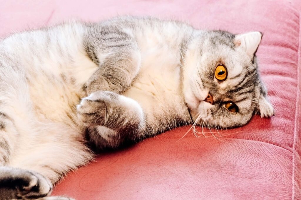 entorse chez le chat