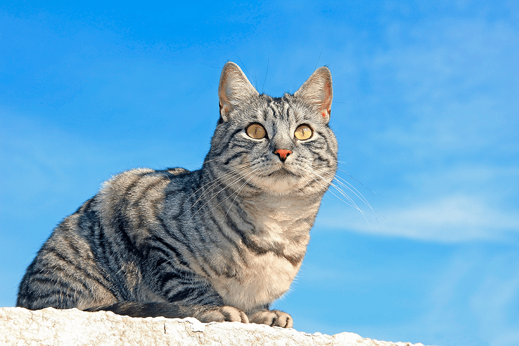 alimentation chat européen