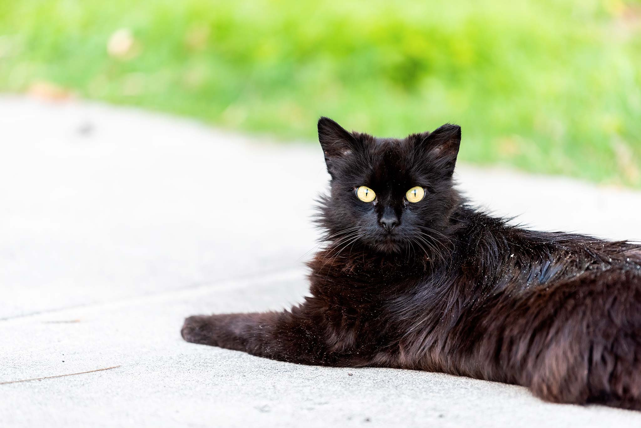 mon chat a des pellicules dans son pelage