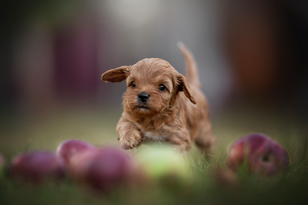 un chien cavapoo