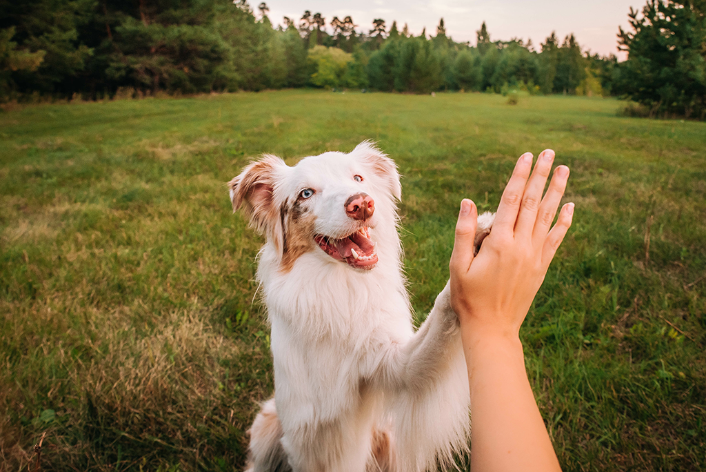 le chien double merle