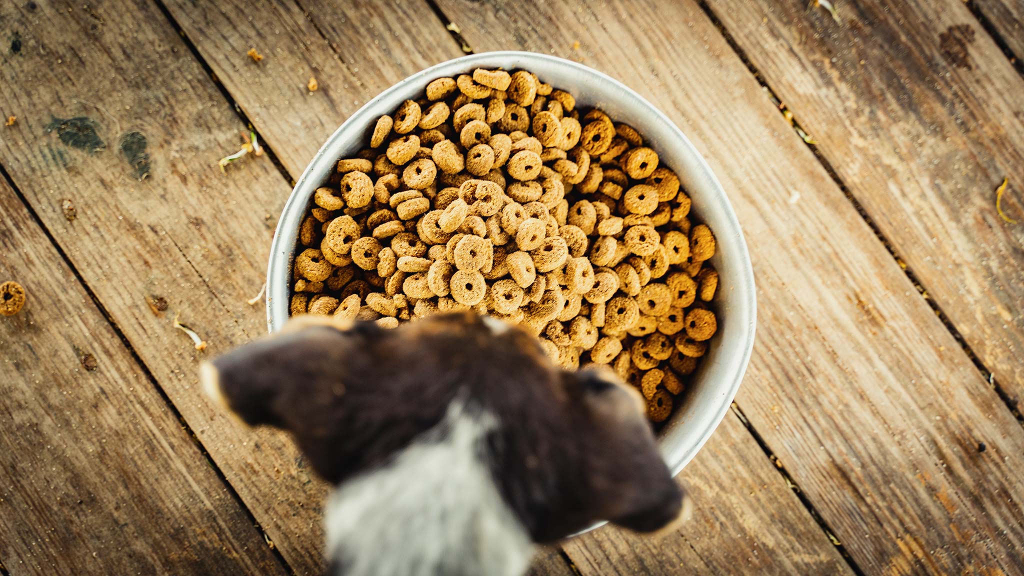 mon chien mange les croquettes du chat