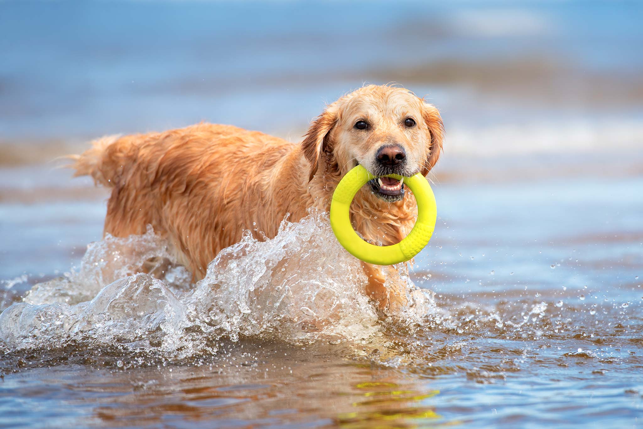 vacances à la mer avec son chien