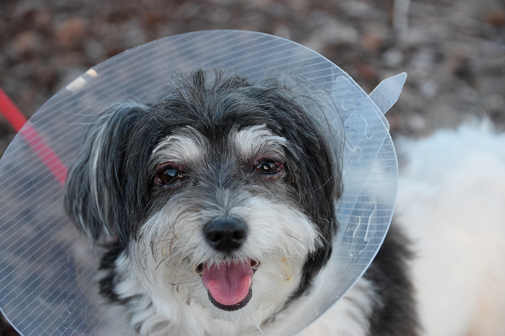 l'orgelet chez le chien