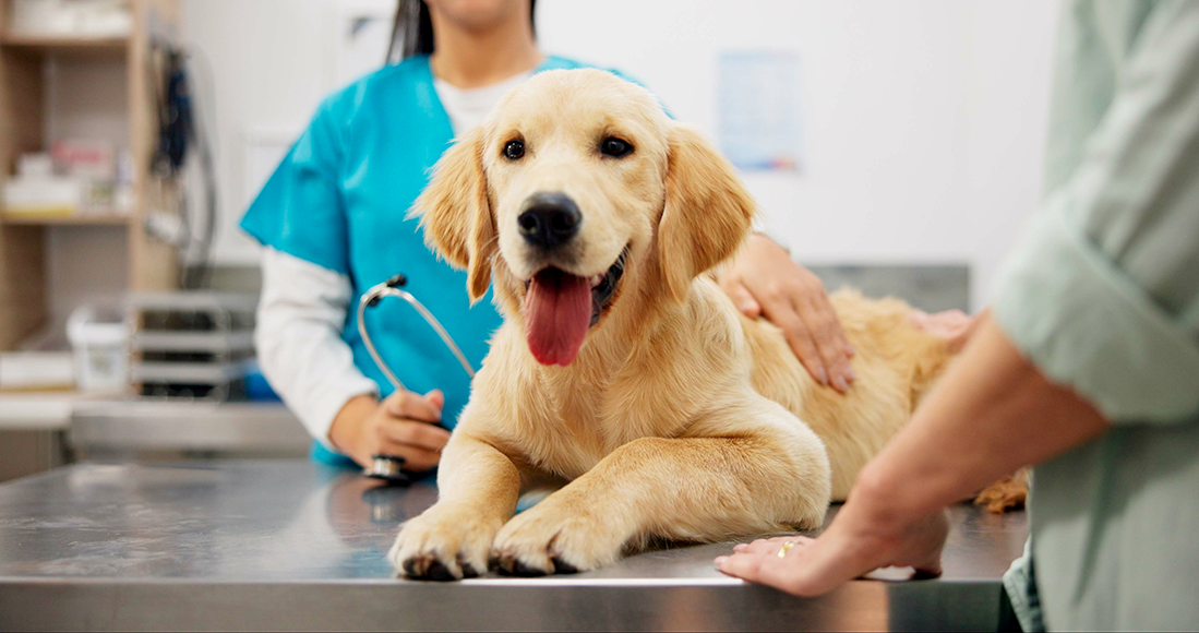 le coût réel d'un chien