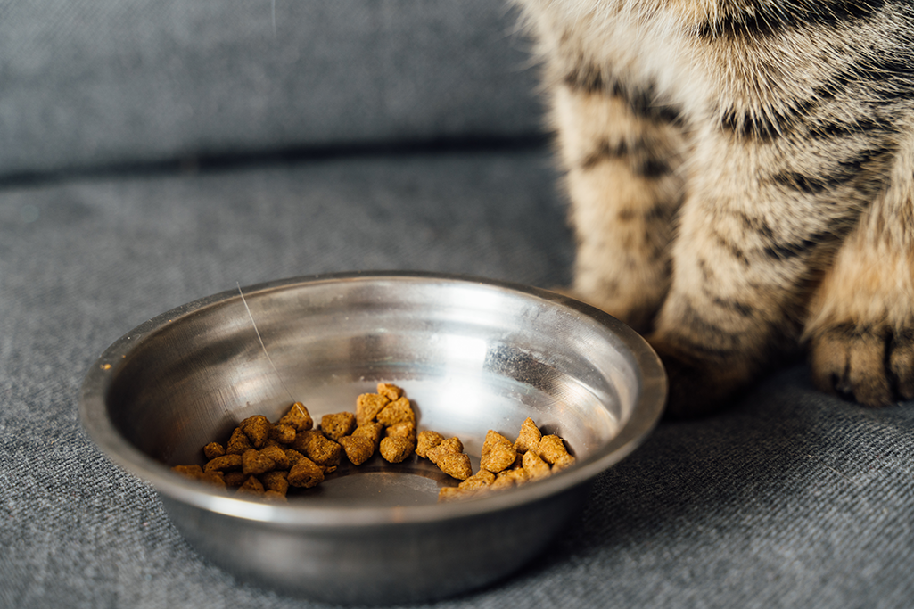 donner des croquettes sans céréales à un chat