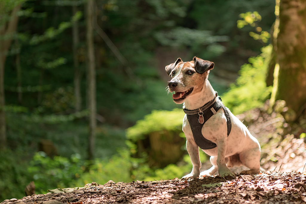 les dangers des champignons pour le chien en forêt