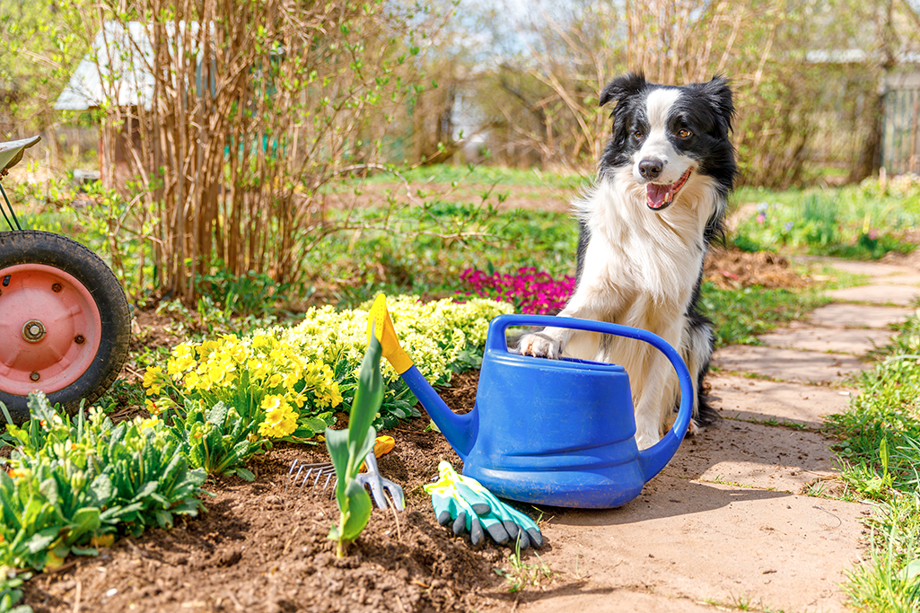 les dangers du jardin pour le chien