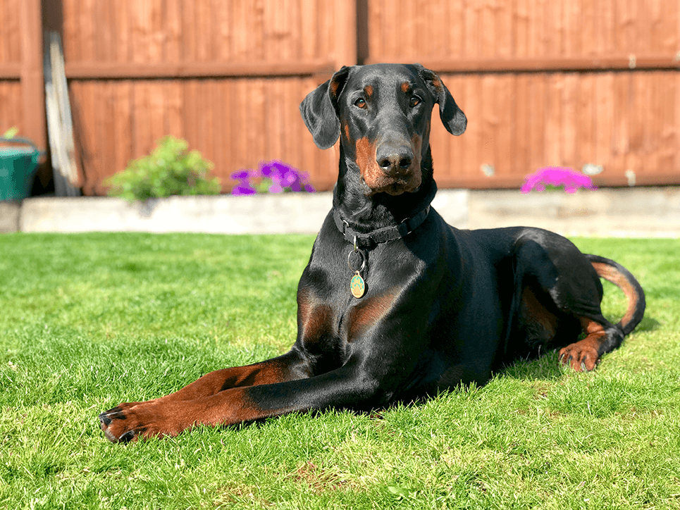 alimentation dobermann